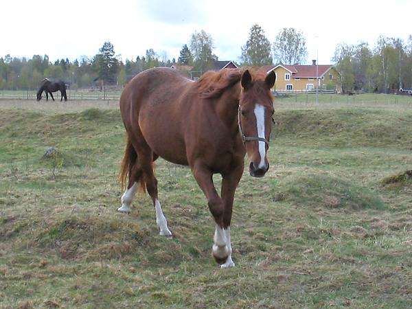 horse