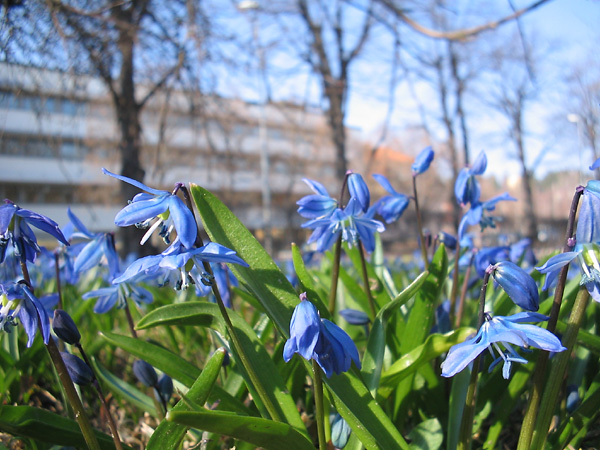 scilla