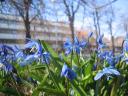 scilla