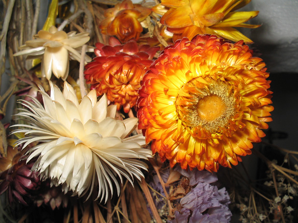 dried flowers