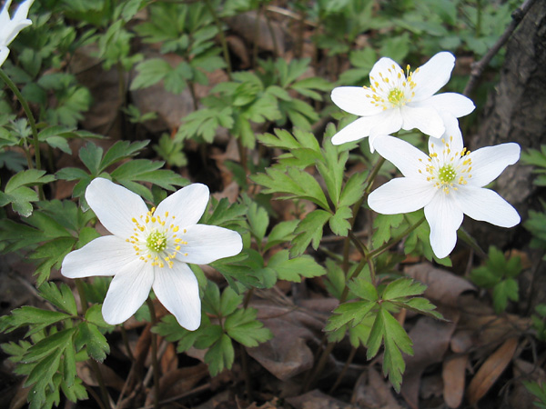 anemone