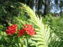 red flower
