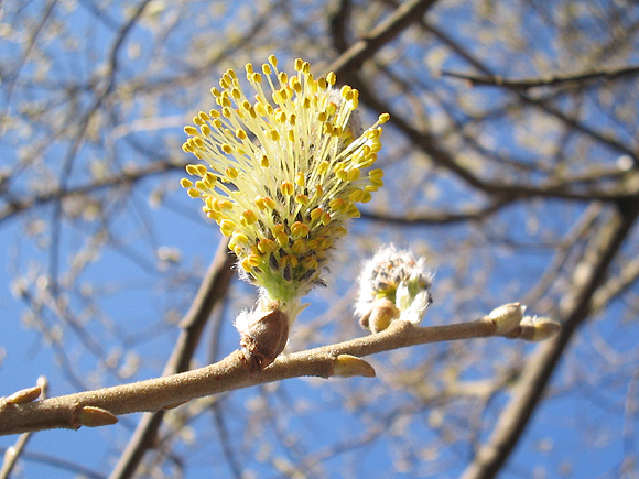 spring is here