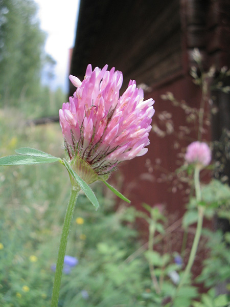 clover