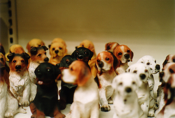 dogs