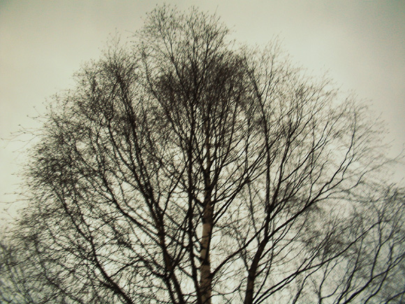 tree at dusk