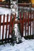 growing through the fence