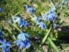 blue flowers