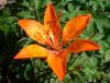 orange lily