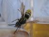 wasp