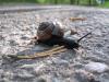 snail