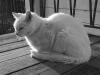 old kitty