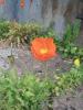 orange flower