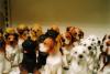 dogs
