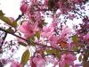 pink flowers