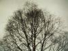 tree at dusk
