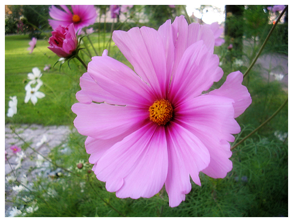 blossom.jpg