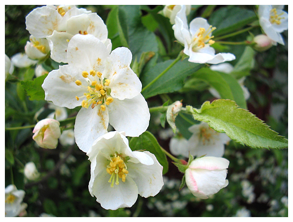 blossom