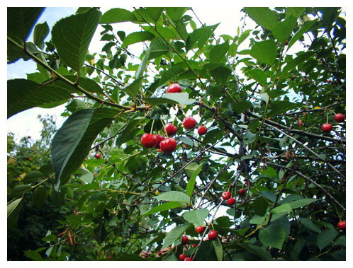 cherrytime.jpg