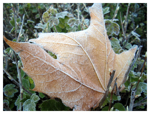 frostpalov.jpg