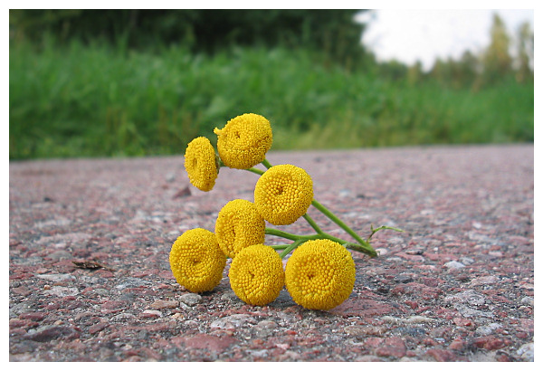 gulablommor.jpg