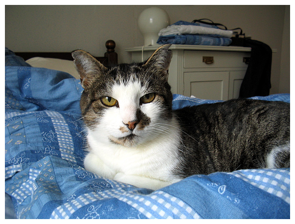 katten.jpg