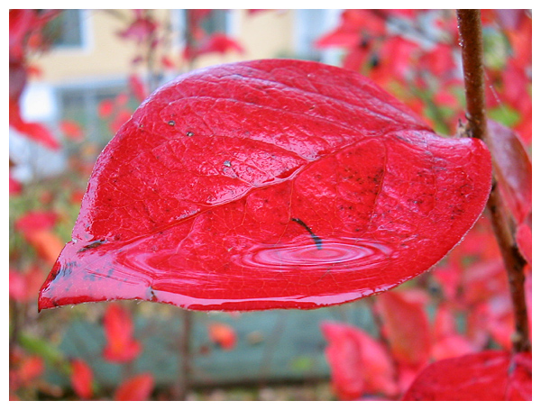 red.jpg