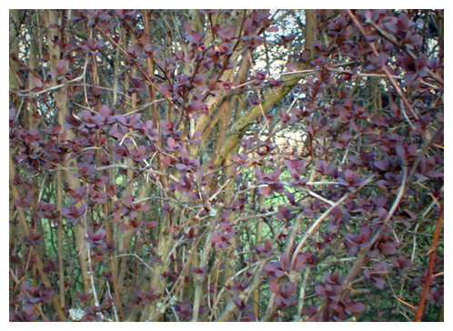 redleaves.jpg