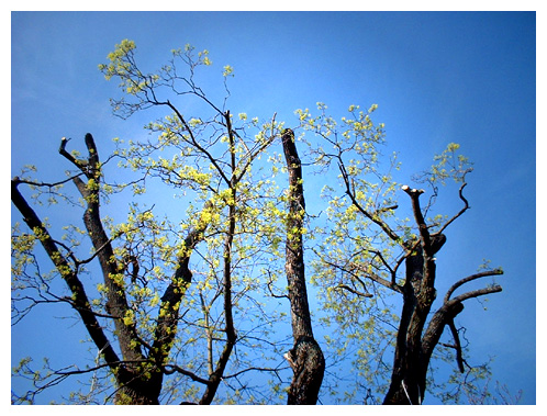 tree2.jpg
