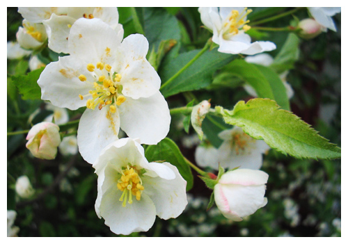 vita_blommor.jpg